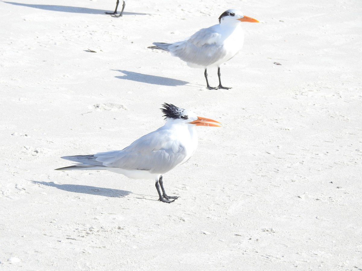 Royal Tern - ML647202850