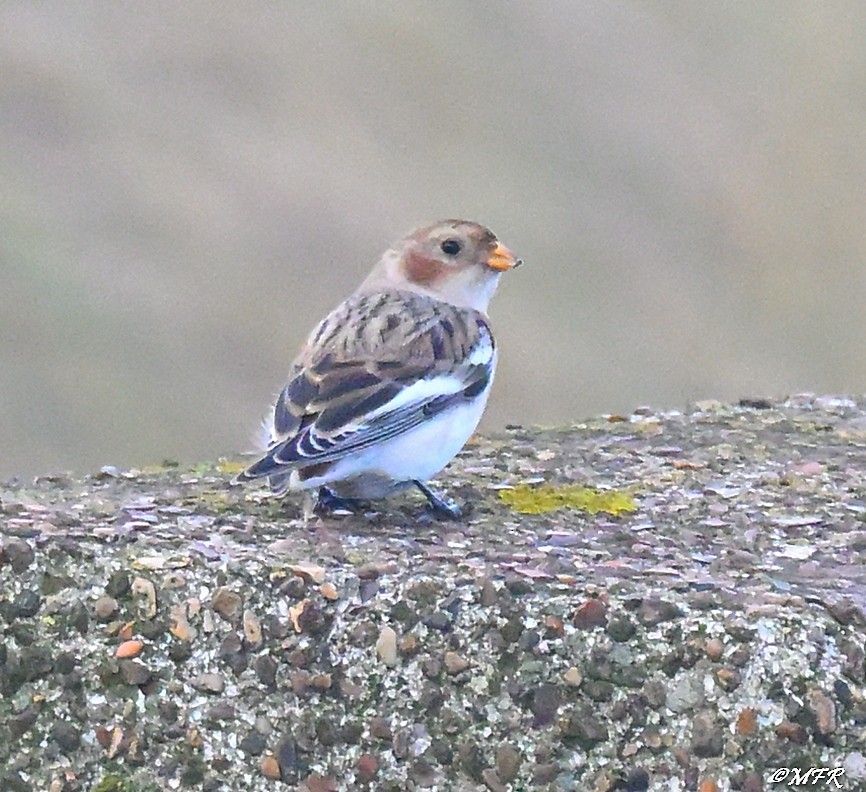 Цасч хөмрөг - ML647202851