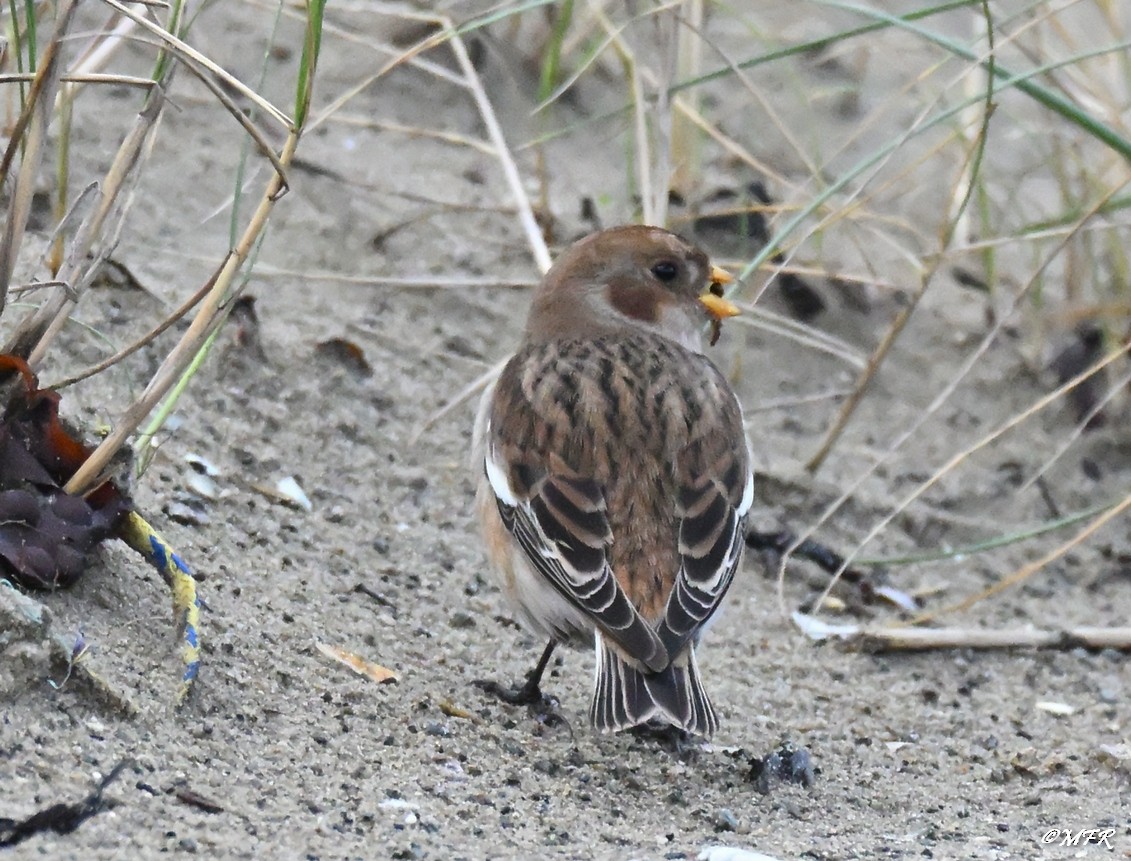 Цасч хөмрөг - ML647202852