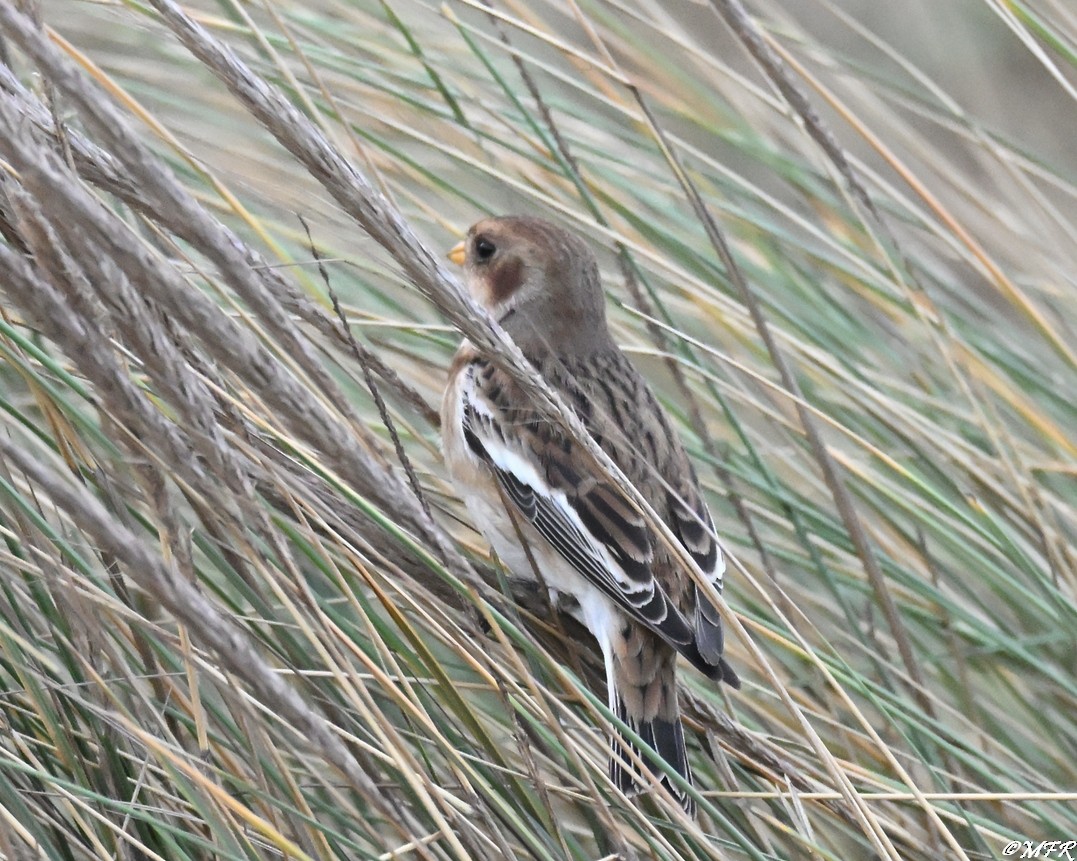 Цасч хөмрөг - ML647202853