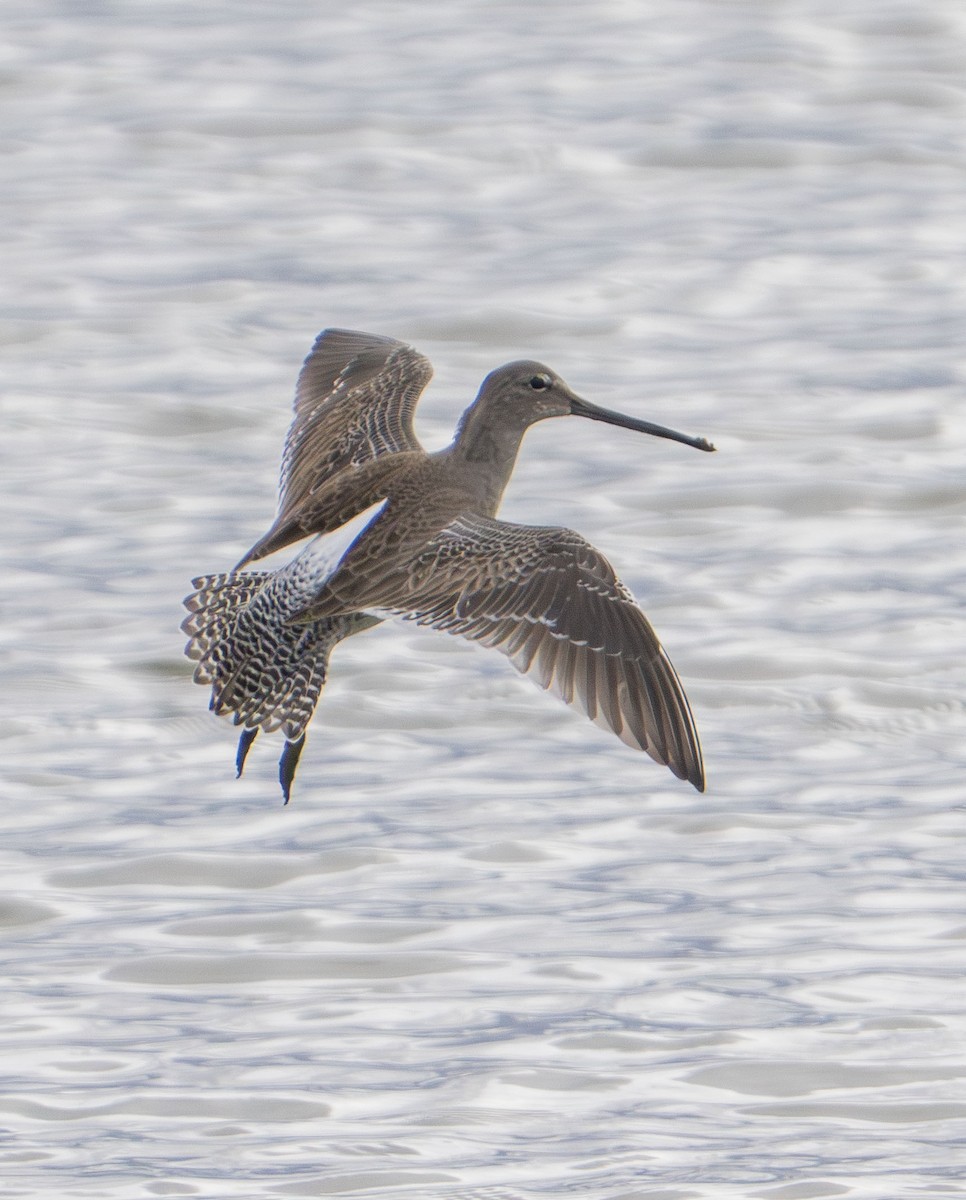 Long-billed Dowitcher - ML647202860