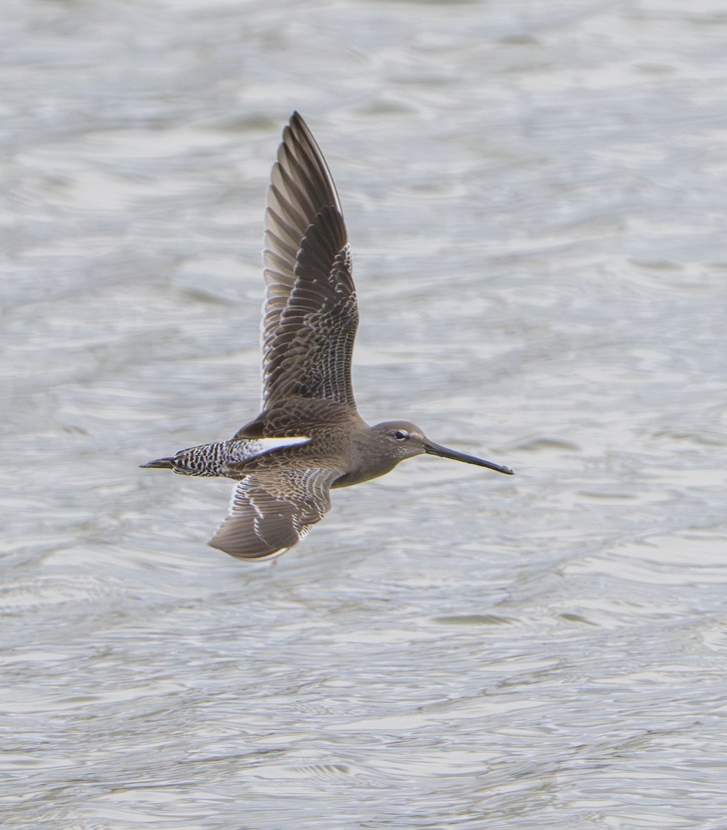 Long-billed Dowitcher - ML647202861