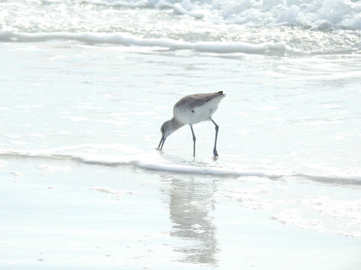 Willet - ML647202863