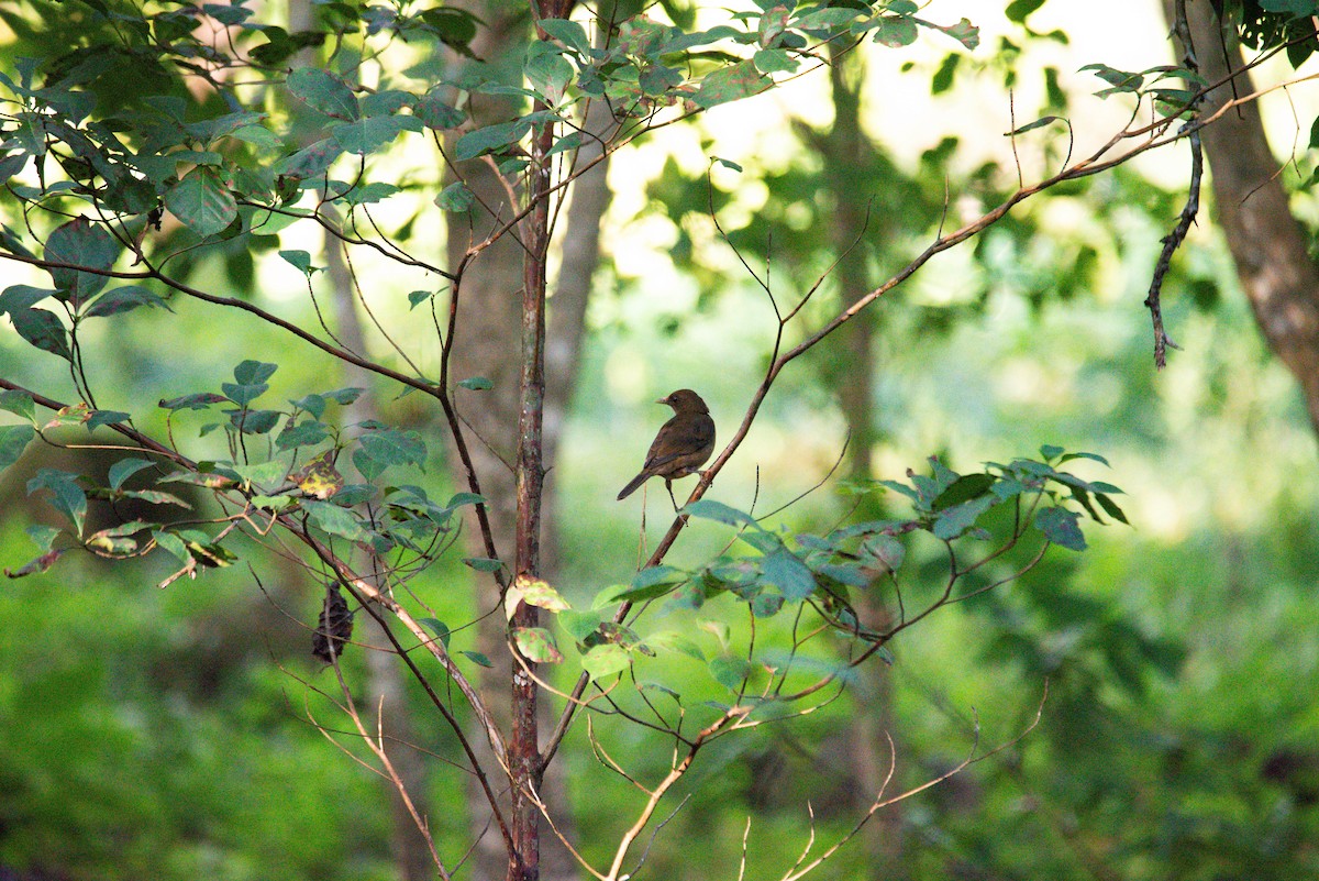 Clay-colored Thrush - ML647202873