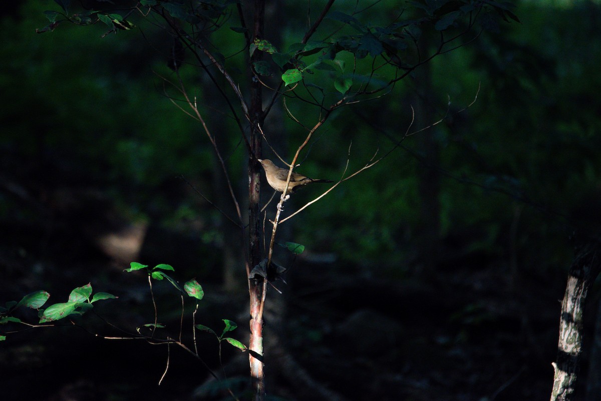 Clay-colored Thrush - ML647202874