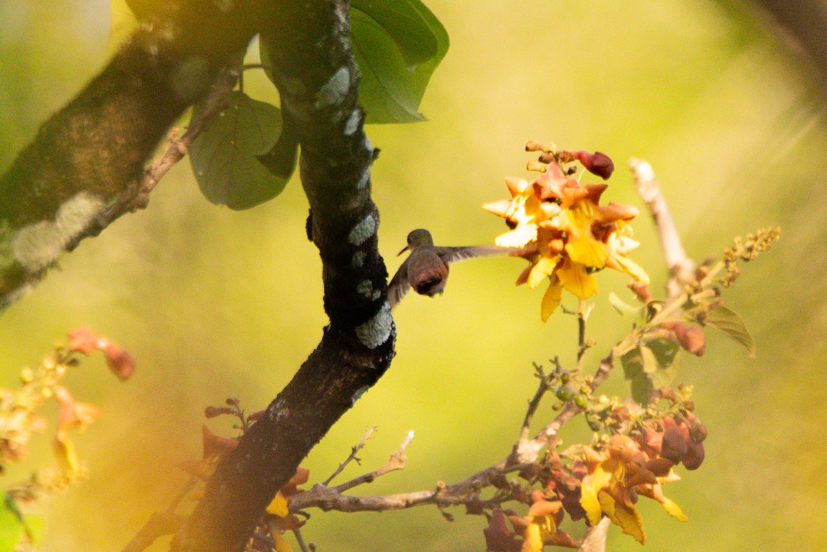 hummingbird sp. - ML647202877