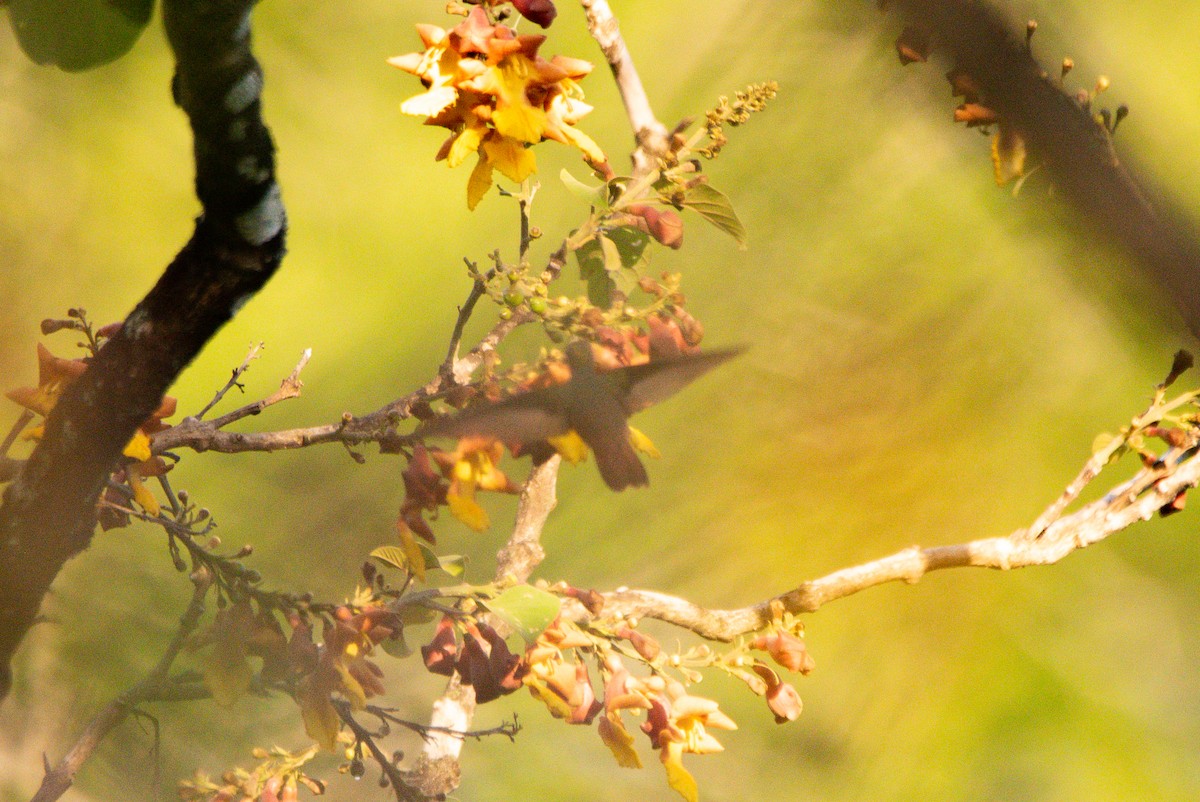 hummingbird sp. - ML647202878