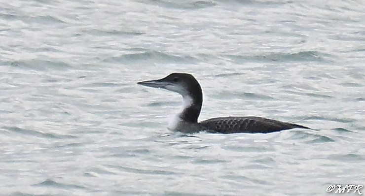 Common Loon - ML647202894