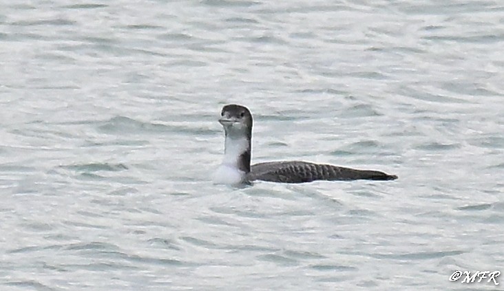 Common Loon - ML647202895