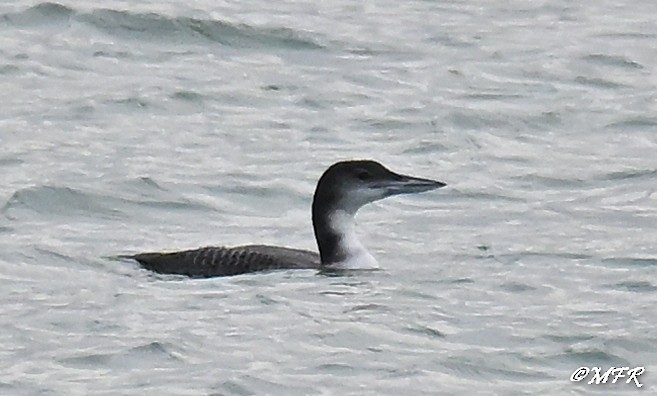 Common Loon - ML647202896
