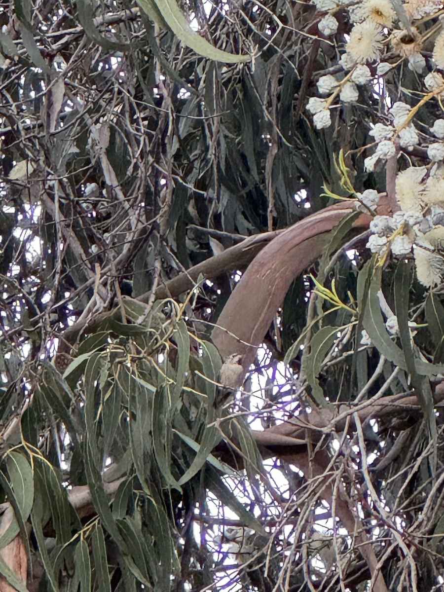 Anna's Hummingbird - ML647202898