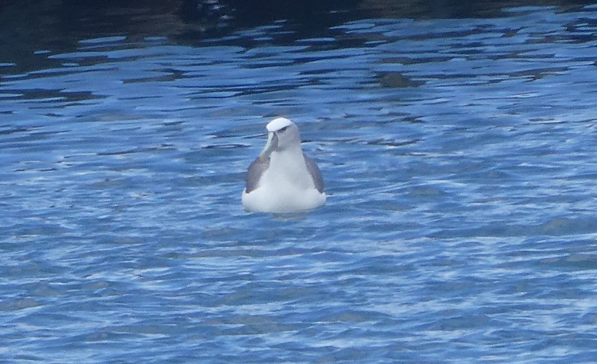 Albatros Cauto - ML647202899