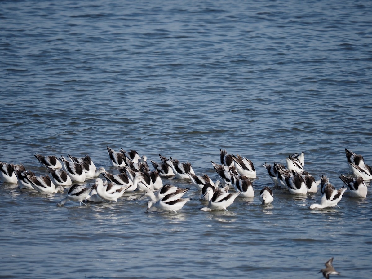 Braunhals-Säbelschnäbler - ML647202901