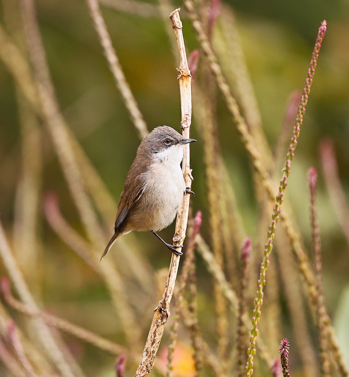 pěnice pokřovní - ML647202903
