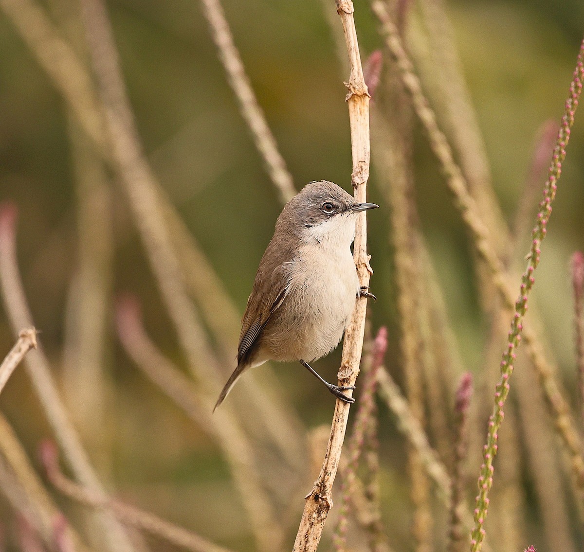 pěnice pokřovní - ML647202904