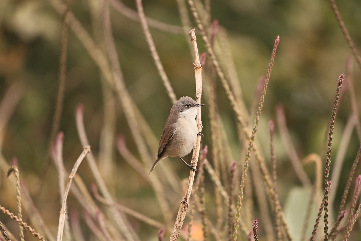 pěnice pokřovní - ML647202905