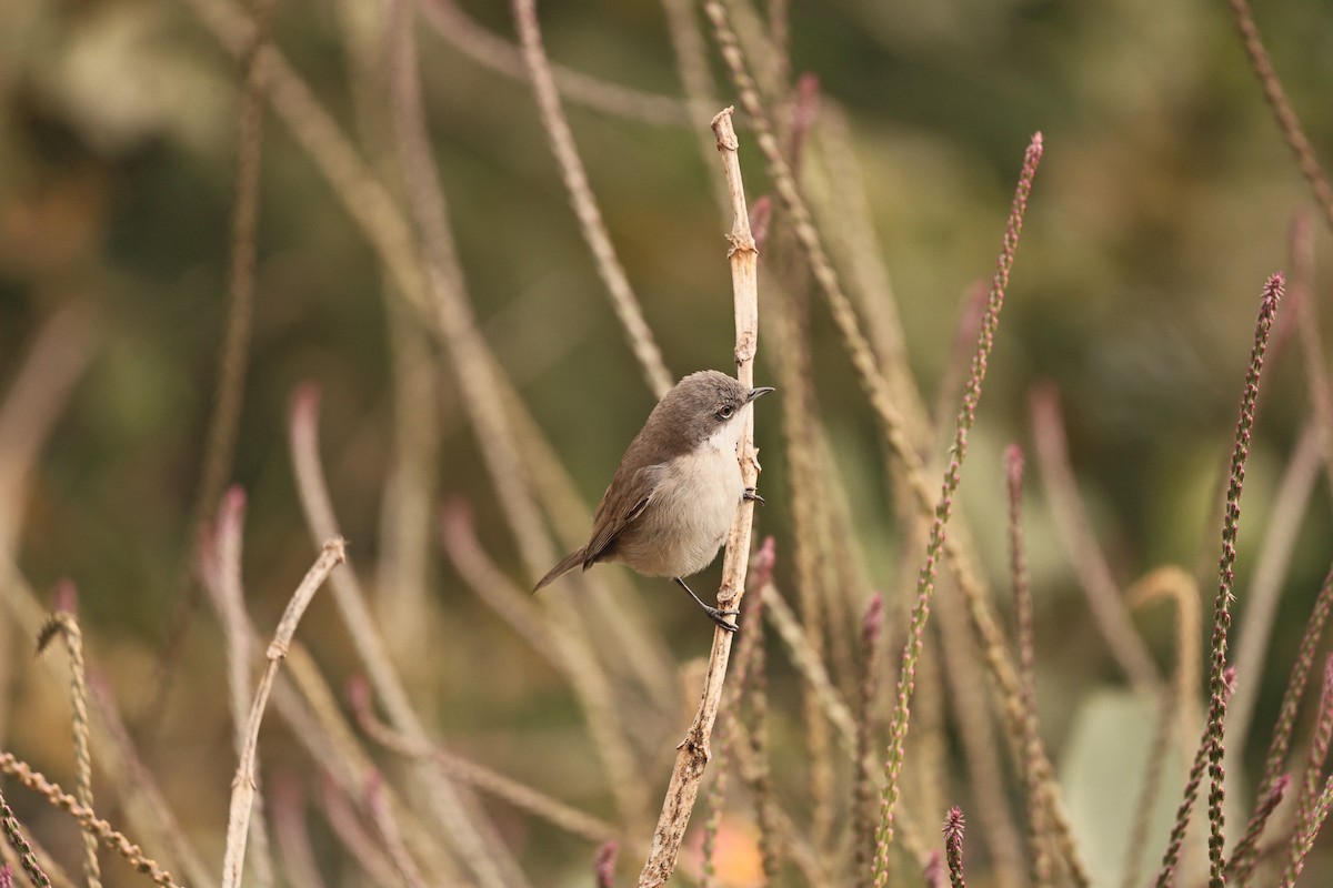 pěnice pokřovní - ML647202906