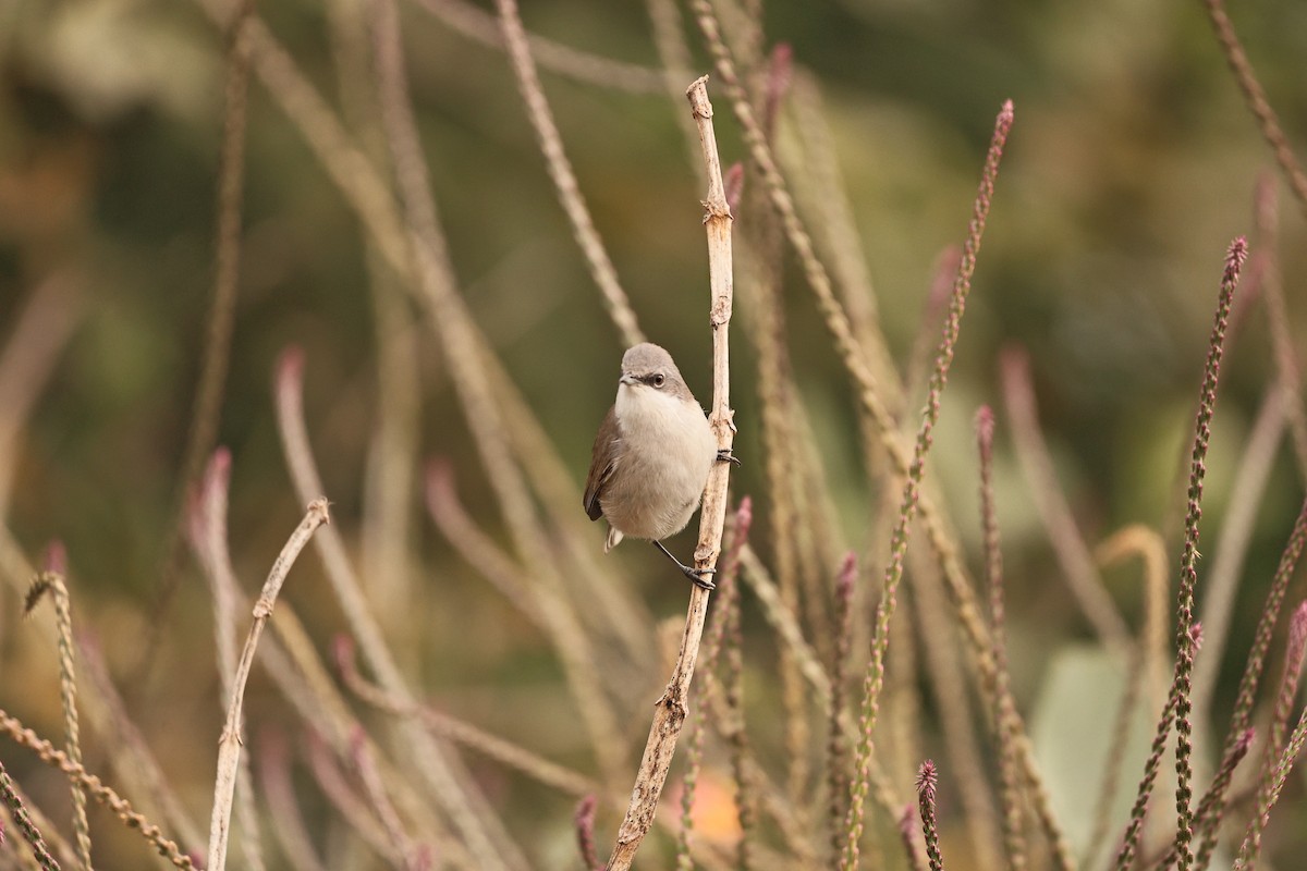 pěnice pokřovní - ML647202907