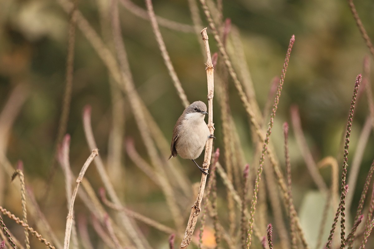 pěnice pokřovní - ML647202908