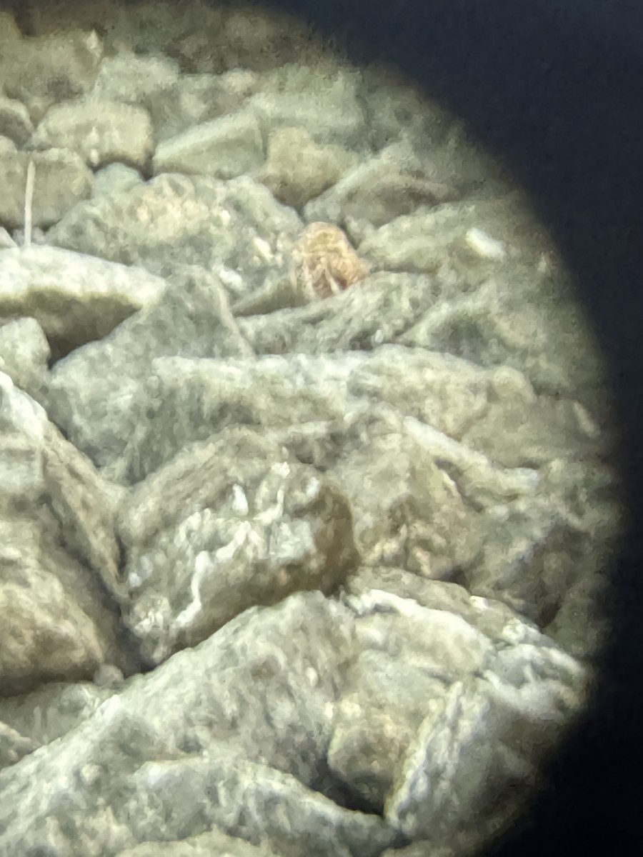 Burrowing Owl - ML647202913