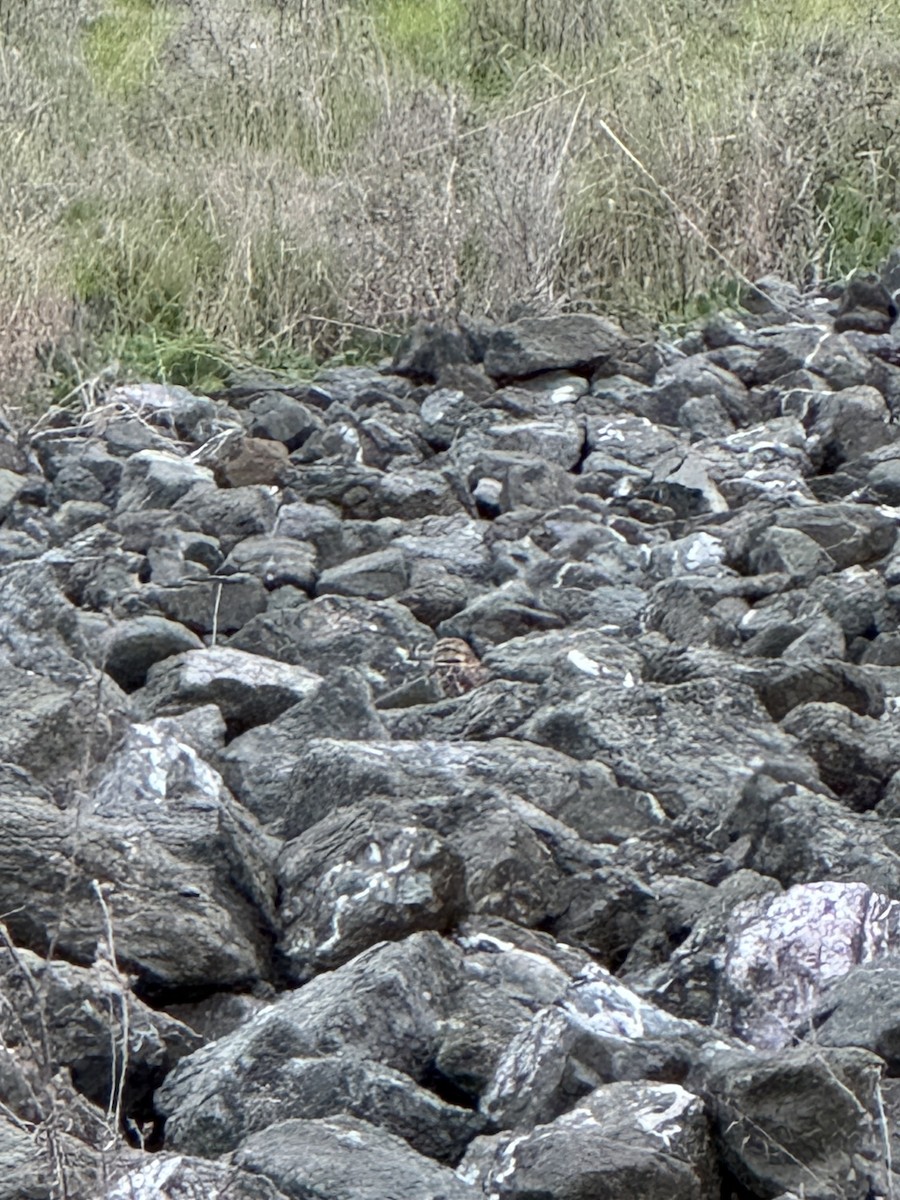 Burrowing Owl - ML647202914