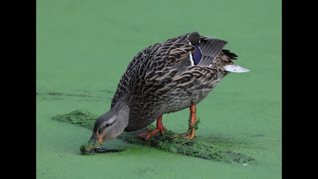 ברכיה - ML647202922
