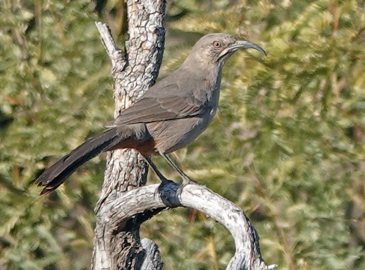 Crissal Thrasher - ML647202929