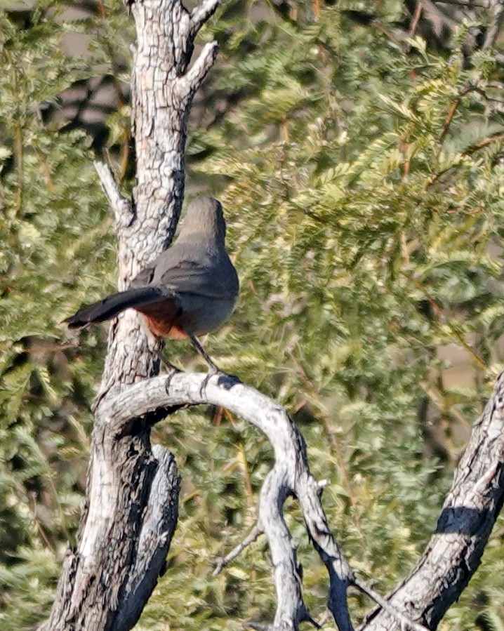 Crissal Thrasher - ML647202933