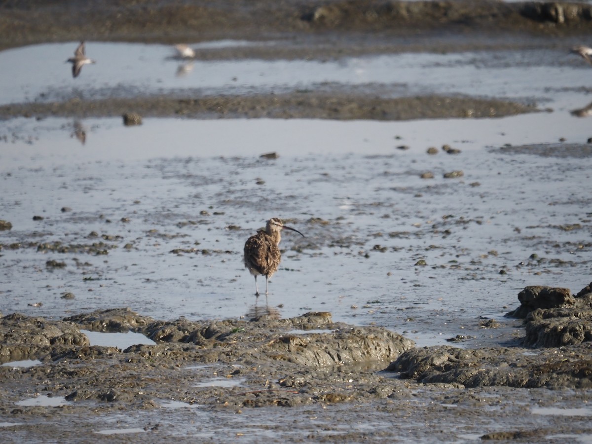 Marmorschnepfe - ML647202934