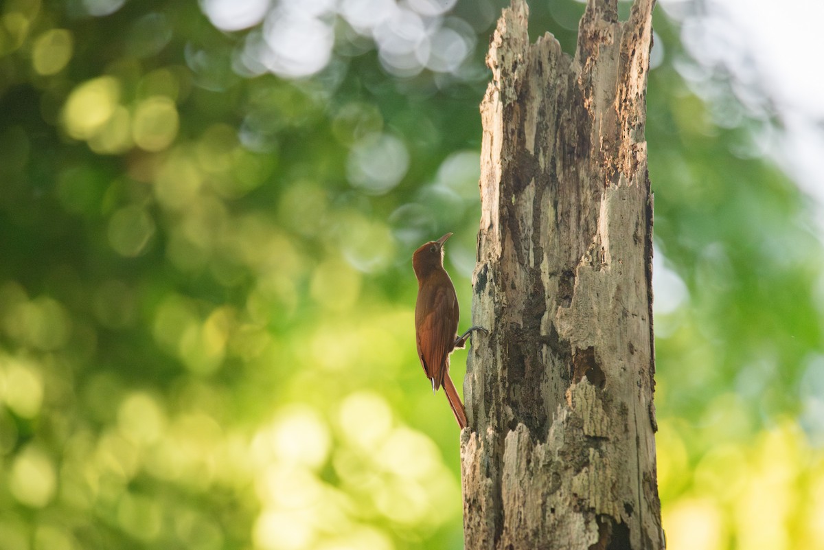 Ruddy Woodcreeper - ML647202935