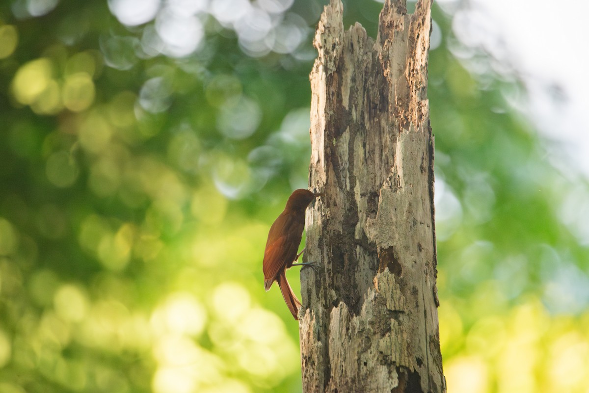 Ruddy Woodcreeper - ML647202936