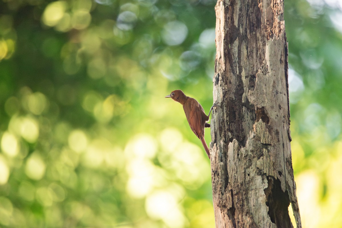 Ruddy Woodcreeper - ML647202937