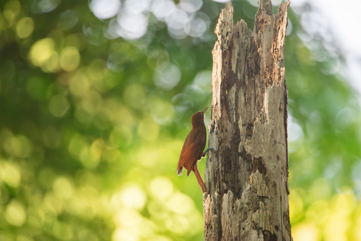Ruddy Woodcreeper - ML647202938