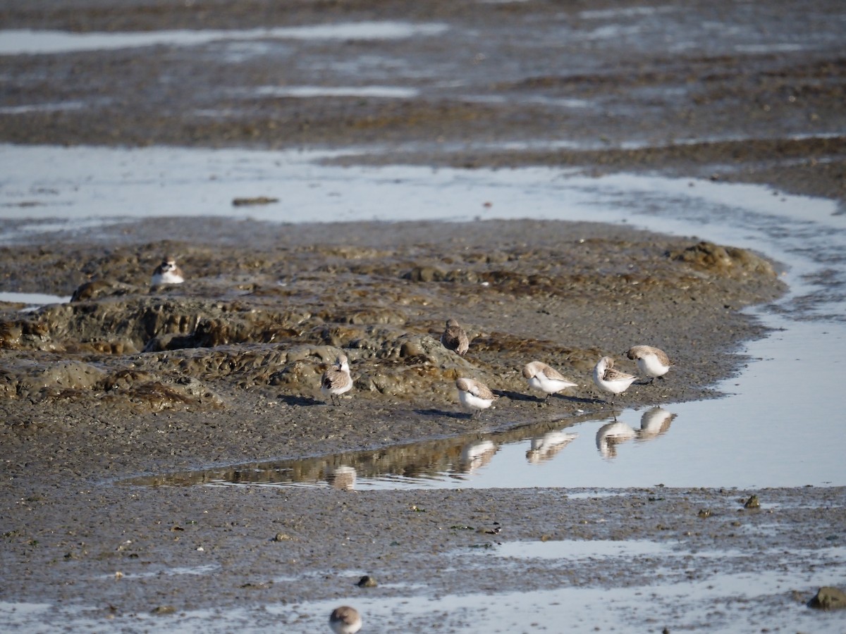 Alpenstrandläufer - ML647202942