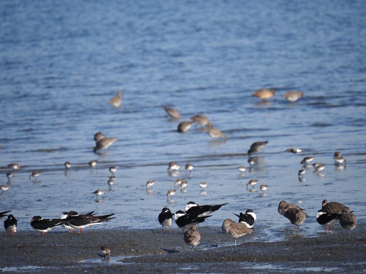 Amerikascherenschnabel - ML647202952