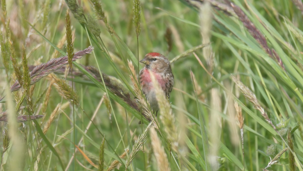 Pardillo Sizerín - ML647202954