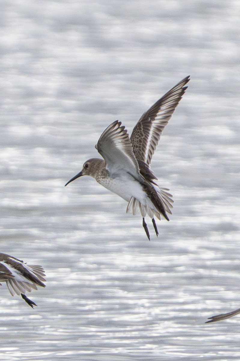 Dunlin - ML647202957