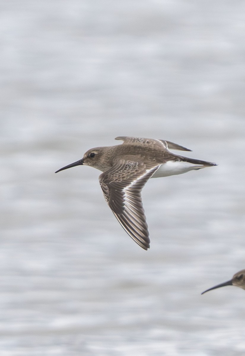 Dunlin - ML647202958