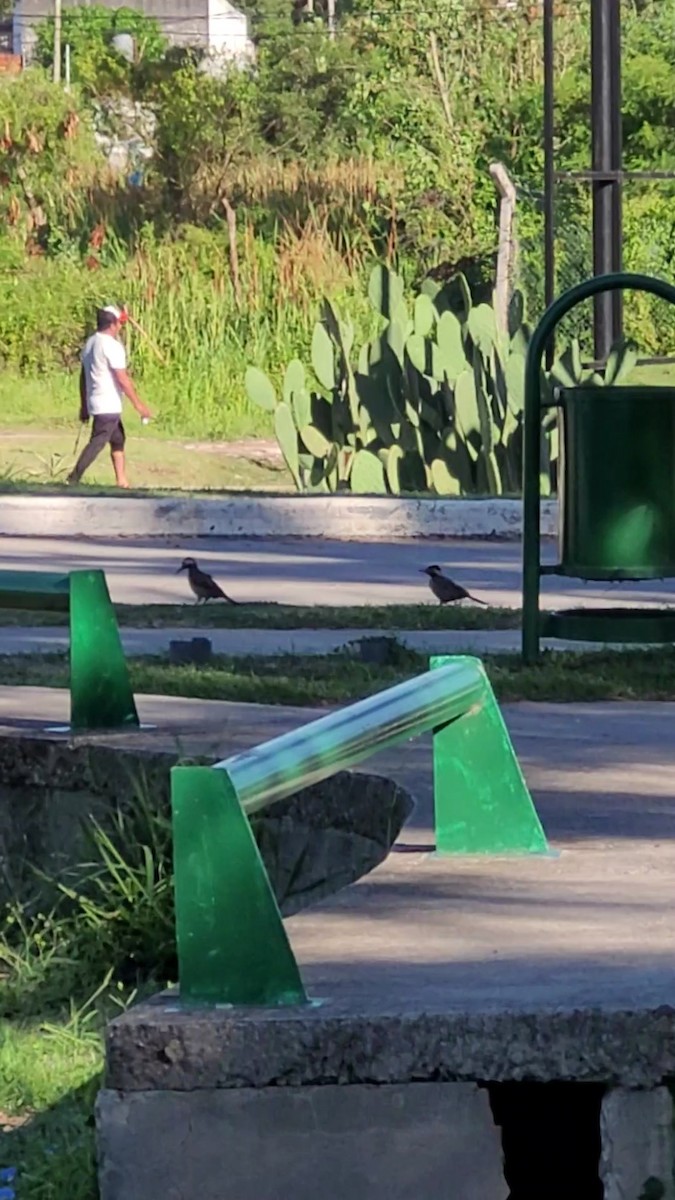 Декол плямистоволий - ML647202960