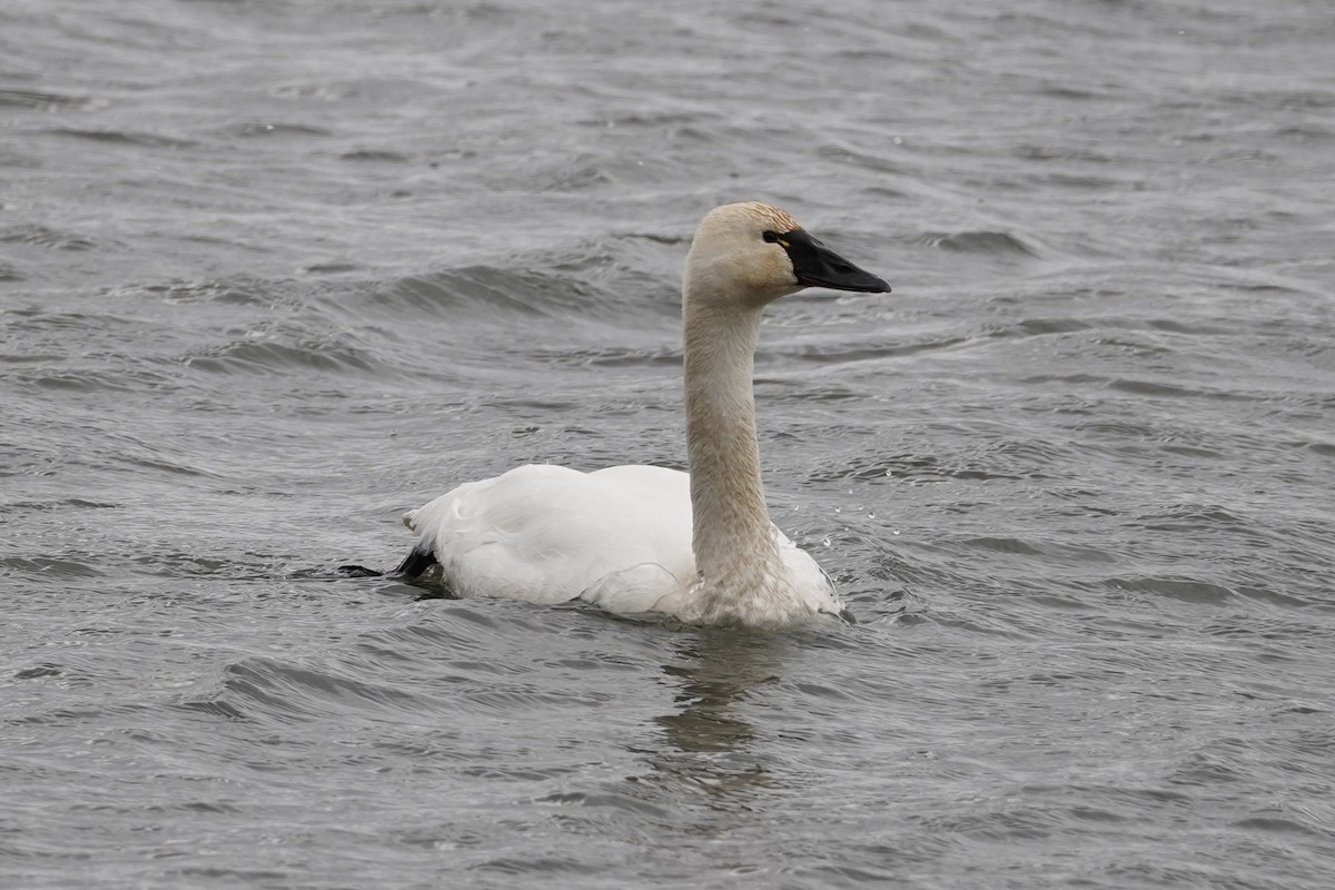 Zwergschwan - ML647202964