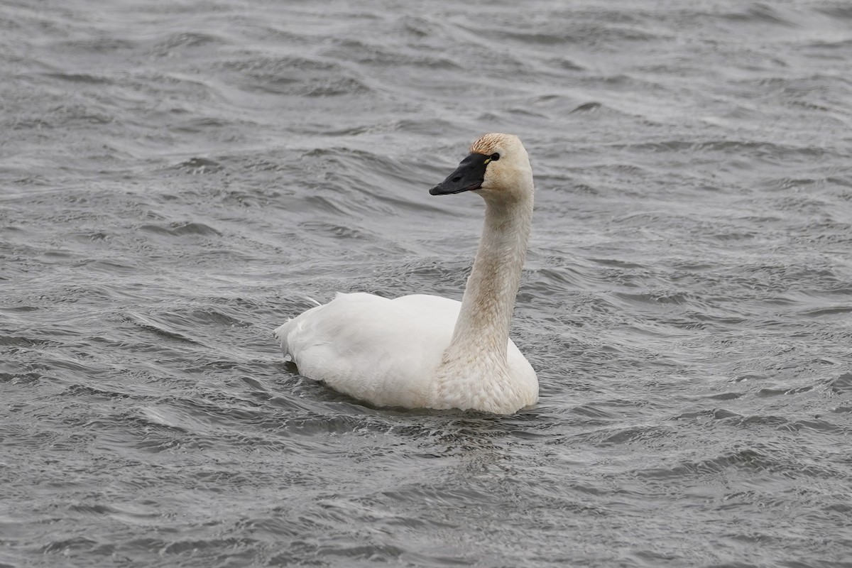 Zwergschwan - ML647202965