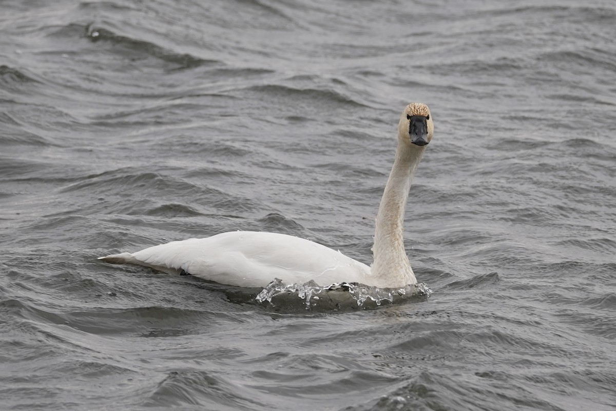 Zwergschwan - ML647202966