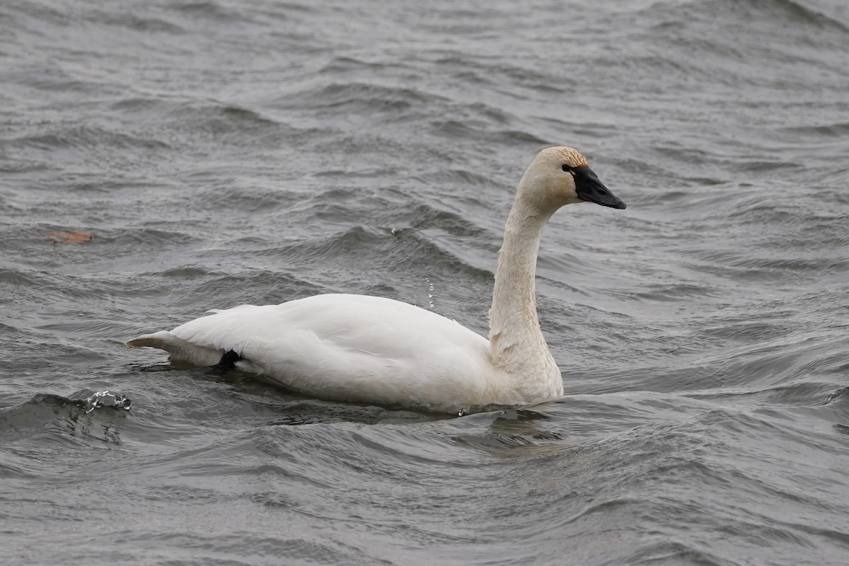 Zwergschwan - ML647202967