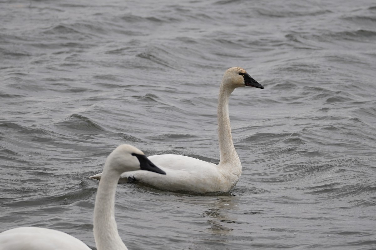 Zwergschwan - ML647202968