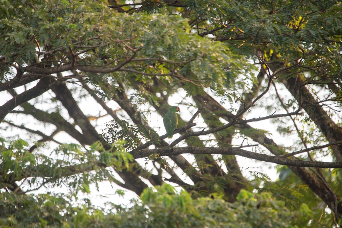 Red-lored Amazon - ML647202982