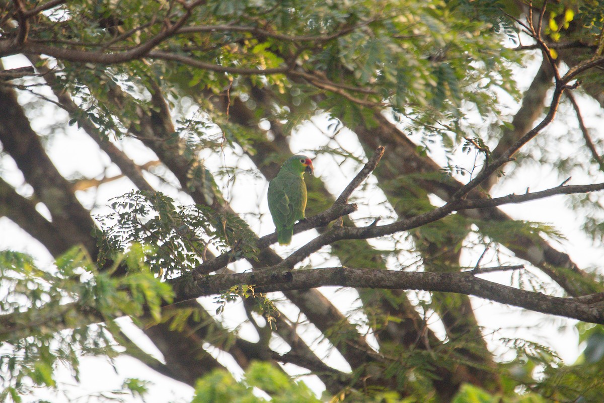 Red-lored Amazon - ML647202983