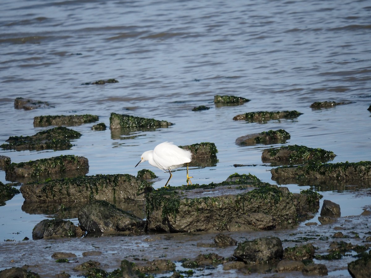 Schmuckreiher - ML647202989