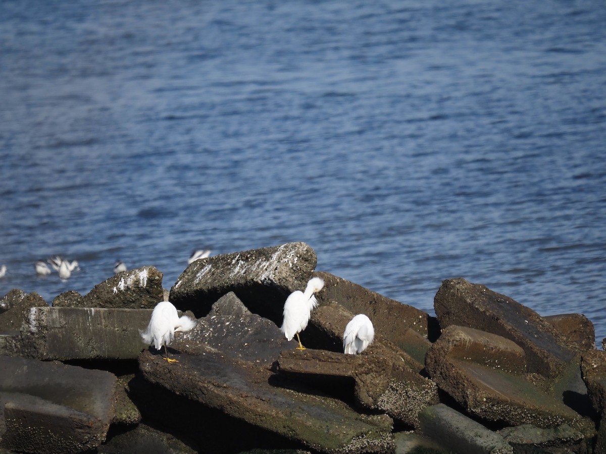 Schmuckreiher - ML647202990