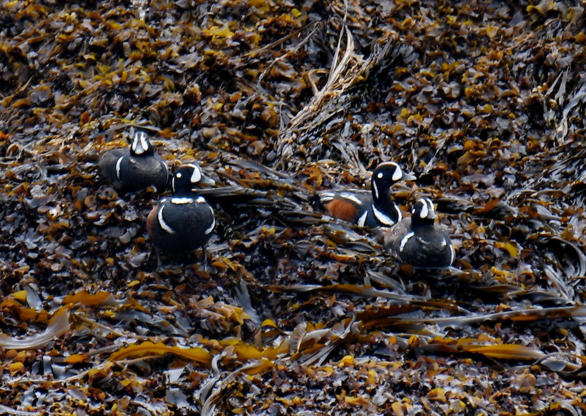 Ahate arlekina - ML647202994