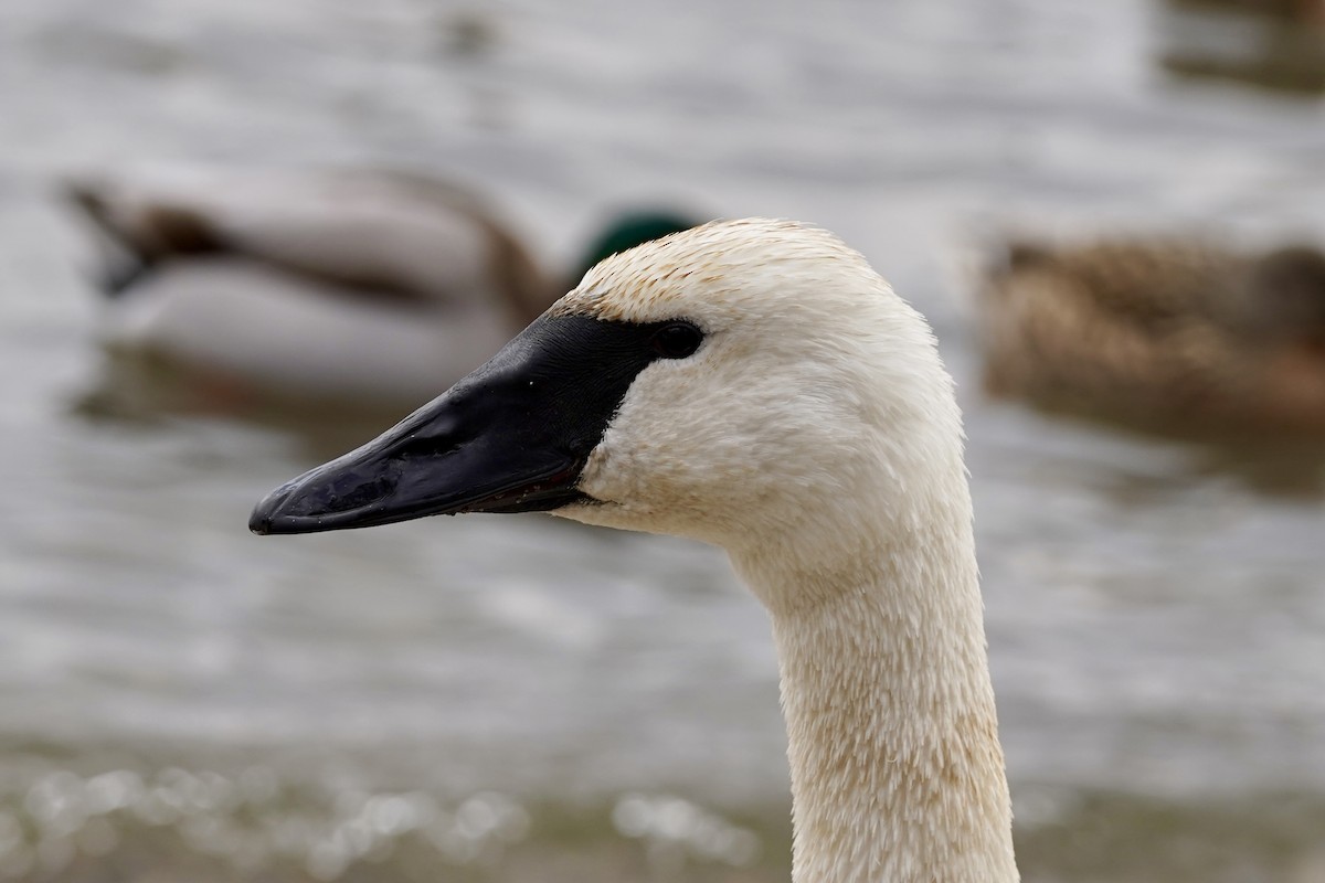 Trompeterschwan - ML647202995